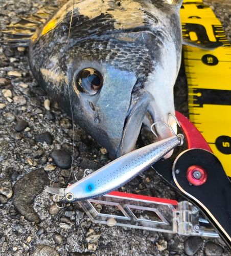 チヌの釣果
