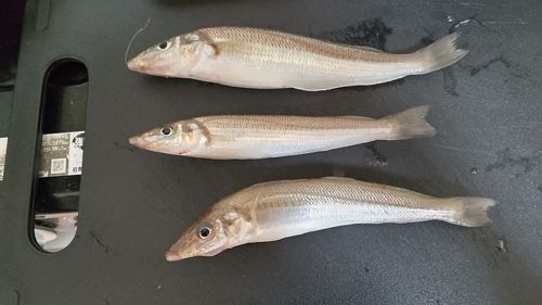 キスの釣果