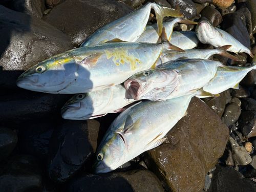 ブリの釣果