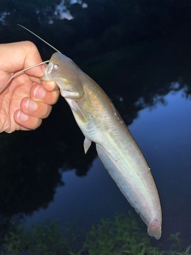 ナマズの釣果