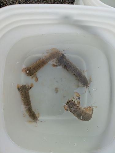 シャコの釣果