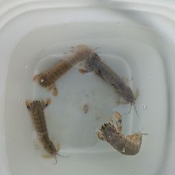 シャコ