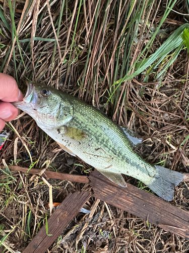 ラージマウスバスの釣果
