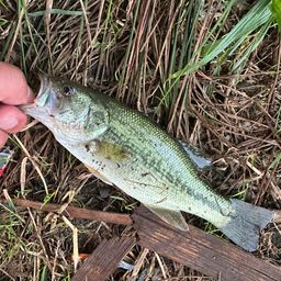 ラージマウスバス