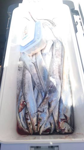 タチウオの釣果