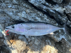 ハガツオの釣果