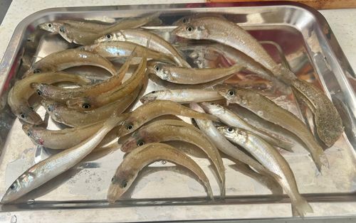 キスの釣果