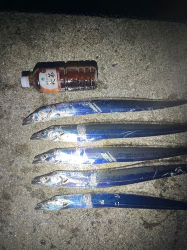 タチウオの釣果