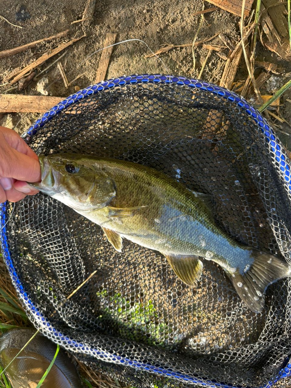 スモールマウスバス