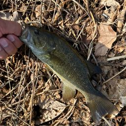 スモールマウスバス