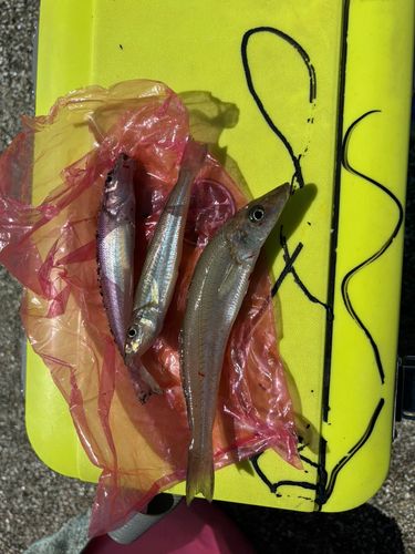 シロギスの釣果