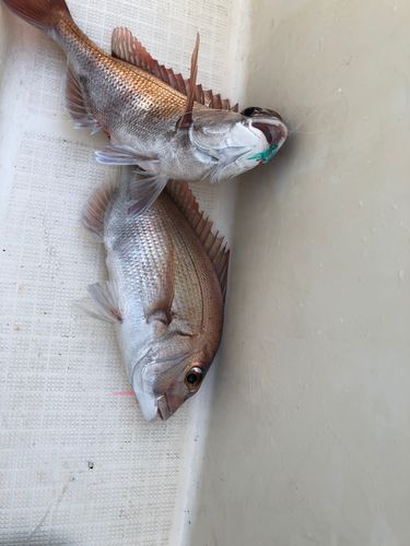 寺泊沖