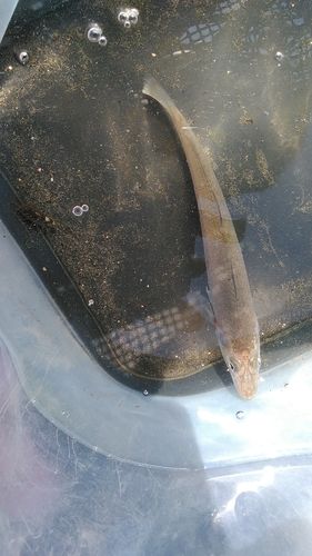 シロギスの釣果