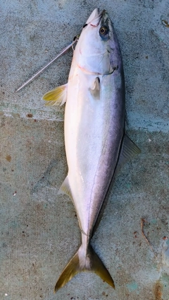 ワラサの釣果