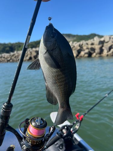 グレの釣果