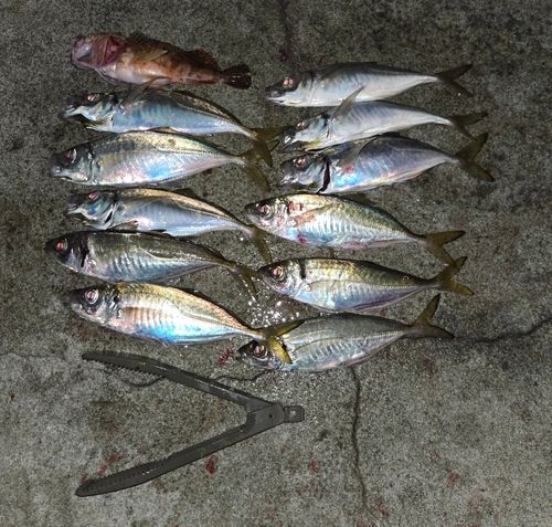 アジの釣果