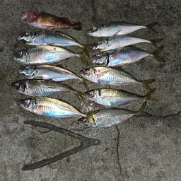 アジ
