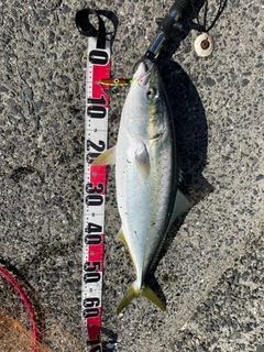 ヤズの釣果