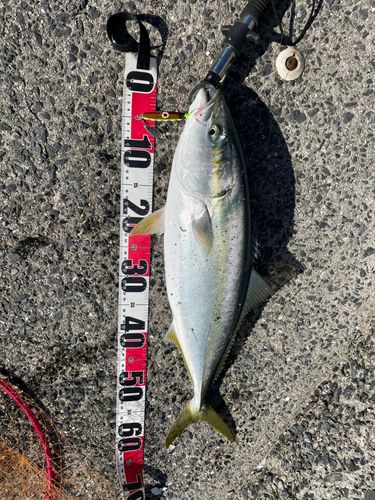 ヤズの釣果