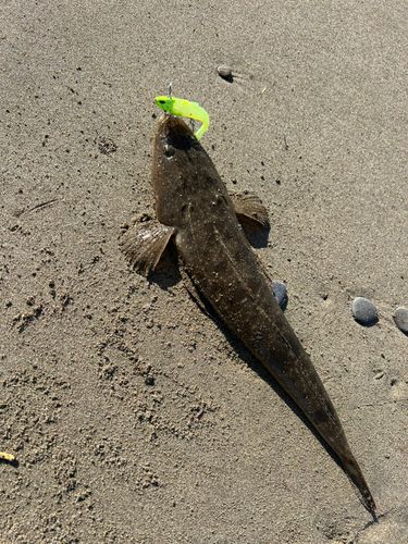 マゴチの釣果