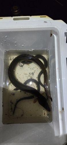 ウナギの釣果