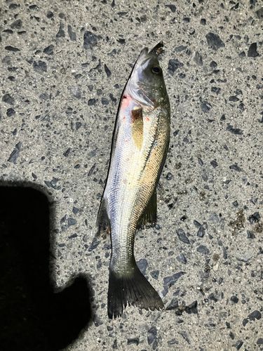 笠戸湾