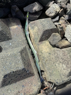 ダツの釣果