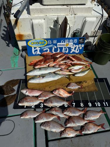 タイの釣果