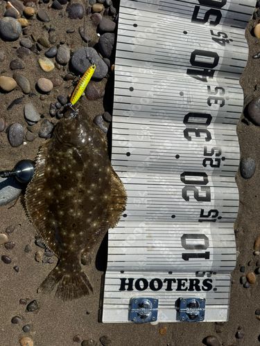 ソゲの釣果