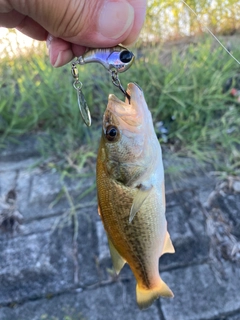 ラージマウスバスの釣果