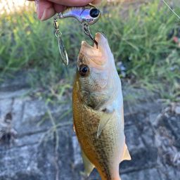 ラージマウスバス