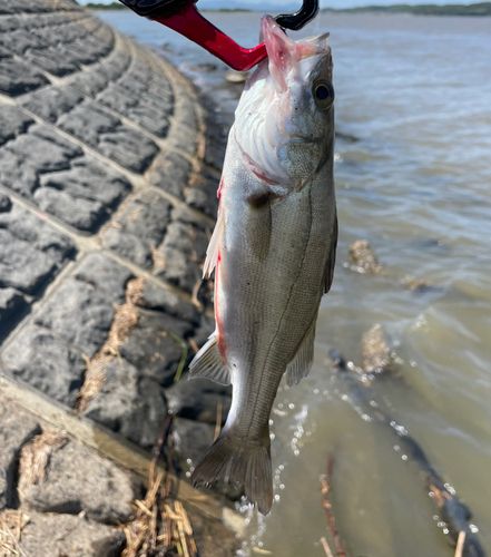 涸沼
