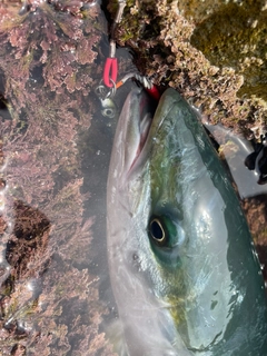 ブリの釣果