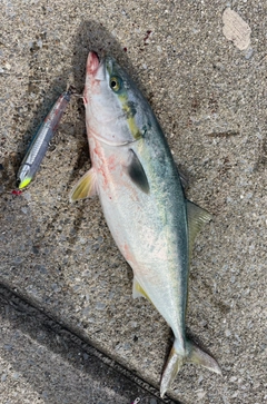 ブリの釣果