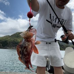 カサゴ