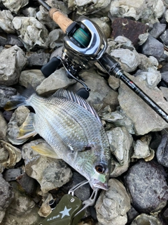 キビレの釣果