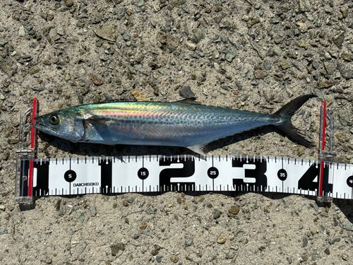 サゴシの釣果