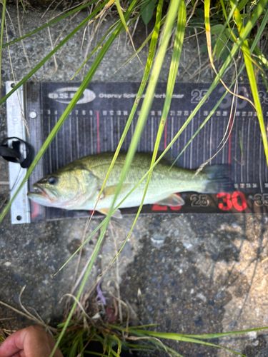 ブラックバスの釣果