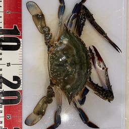 ワタリガニ
