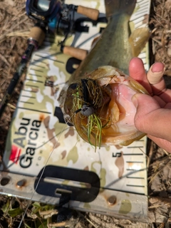 ラージマウスバスの釣果