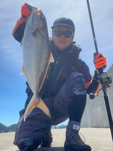 カンパチの釣果