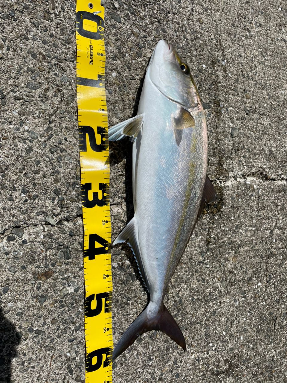 Gunjyoさんの釣果 2枚目の画像