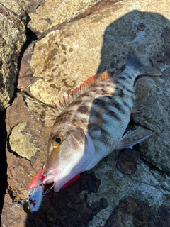 イサキの釣果