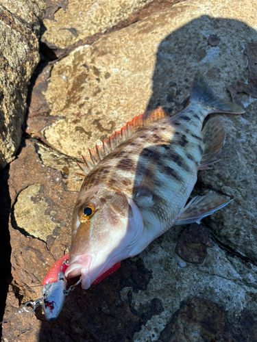 イサキの釣果