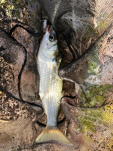 ボラの釣果