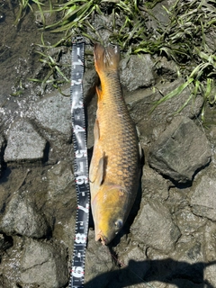 コイの釣果