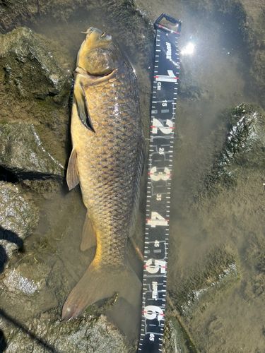 コイの釣果