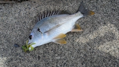 キビレの釣果