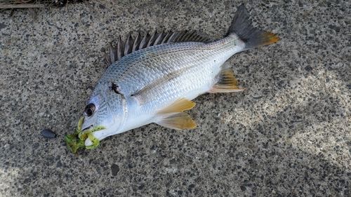 キビレの釣果