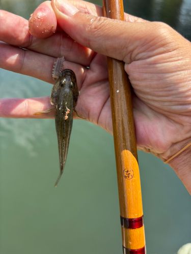 マハゼの釣果
